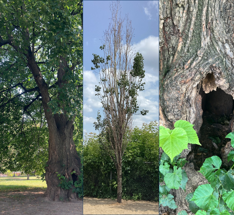 three trees that are sick and will be removed