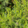 Ragweed