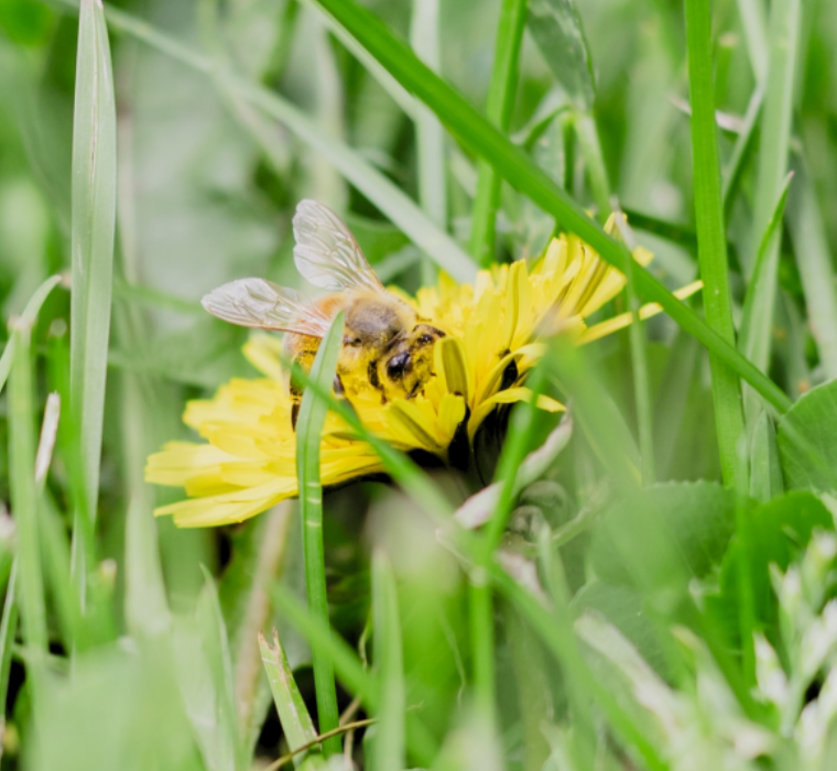 Une abeille dans du gazon