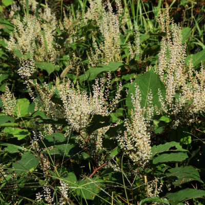 Plante de renouée du Japon