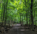 Summit Woods