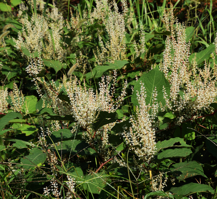 Japanese knotweed plant