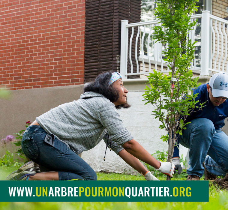Un couple plante un arbre dans leur cour