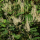 Japanese knotweed plant