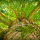 Photo of a tree from the perspective of the roots