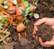 Hands scoop up some earth from a pile of compost