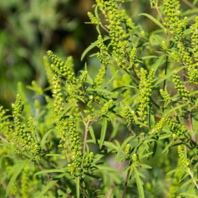 Ragweed