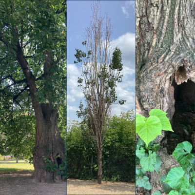 Trois arbres malades qui vont être retirés