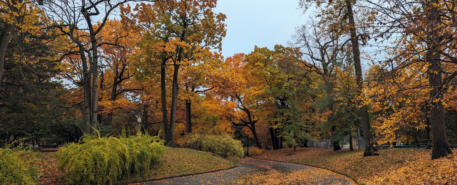 vue du parc Westmount à l'automne