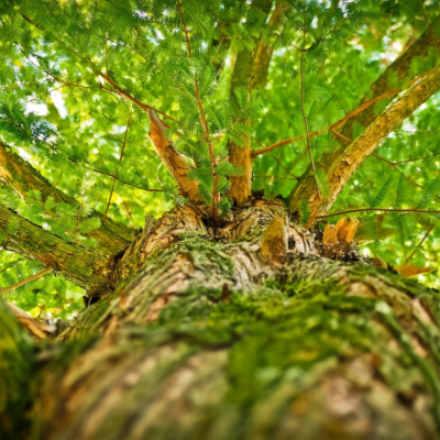 Looking up from under a tree