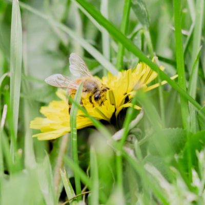 Une abeille sur un pissenlit dans le gazon