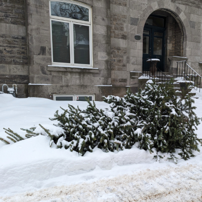 Un sapin placé en bordure de rue pour la collecte