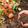 Compost