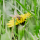 Une abeille sur un pissenlit dans le gazon