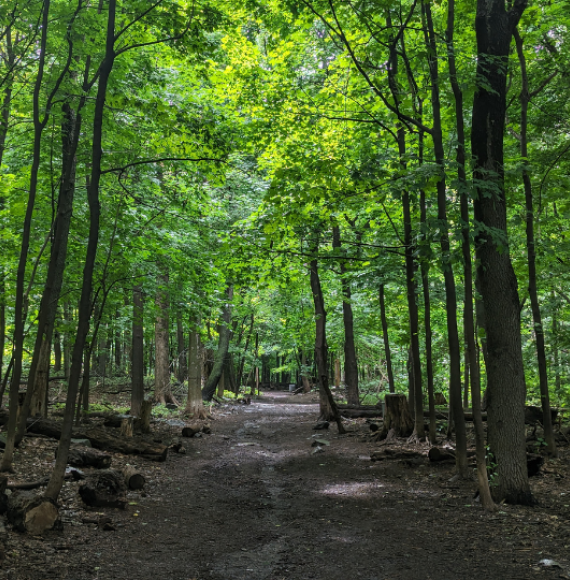 A trail at Summit Woods