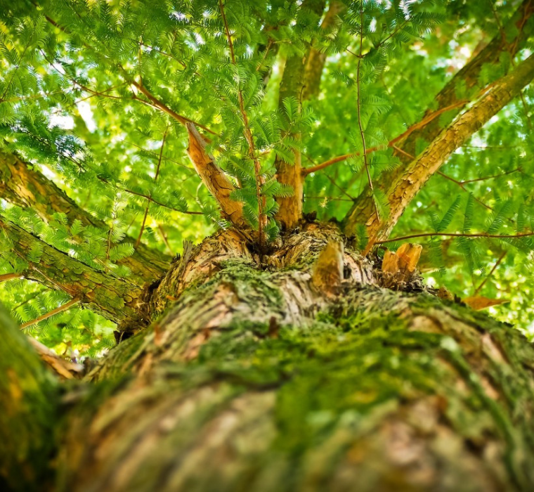 Photo of a tree from the perspective of the roots