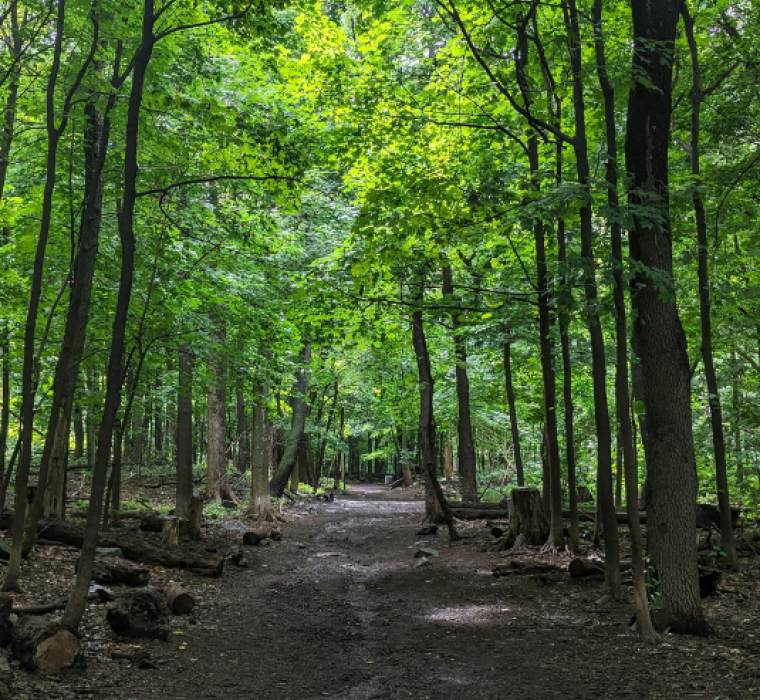A trail at Summit Woods